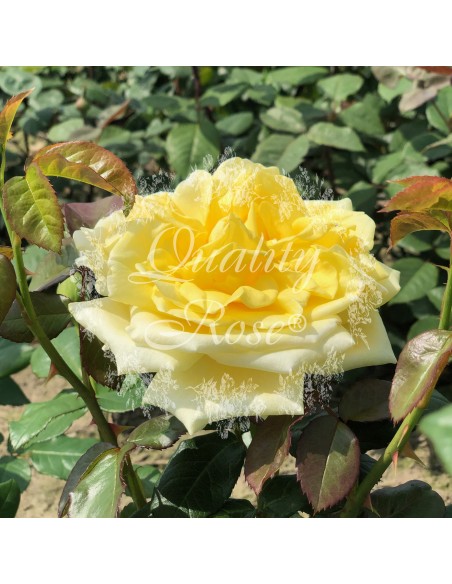 Rosal Gina Lollobrigida  Rosa Amarilla Perfumada Híbrido de Té | Endanea Garden