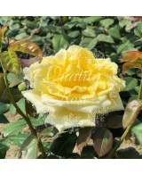 Rosal Gina Lollobrigida  Rosa Amarilla Perfumada Híbrido de Té | Endanea Garden