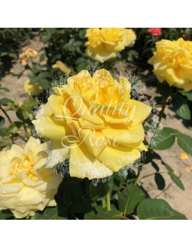 Rosal Gina Lollobrigida  Rosa Amarilla Perfumada Híbrido de Té | Endanea Garden