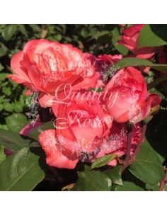 Rosal Pink Panther  Rosa Fucsia Perfumada de Gran Valor Ornamental | Endanea Garden 2