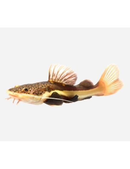 PEZ GATO COLA ROJA 5-6CM
