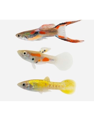 GUPPY MACHO ENDLER SURTIDO 2-2.5CM