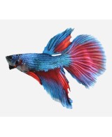BETTA MACHO SUPERDELTA
