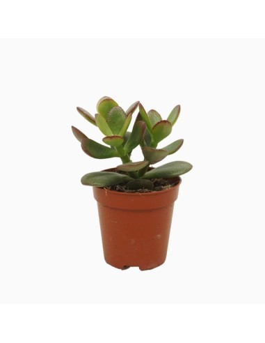 Crassula Minor M5.5 Suculenta Compacta y Resistente para Interiores y Exteriores