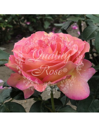 Rosal Elle Rosa Perfumada | Elegancia y Color para Jardín - Endanea Garden