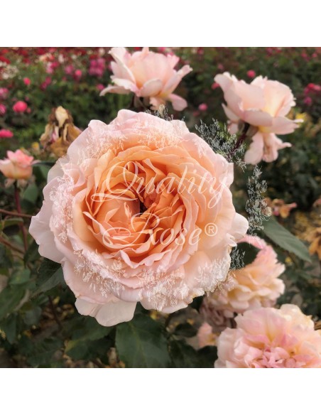 Rosal Grossherzogin Luise Rosa Pálido Flores Dobles Aroma Dulce Jardín Exterior