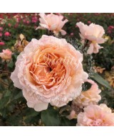 Rosal Grossherzogin Luise Rosa Pálido Flores Dobles Aroma Dulce Jardín Exterior