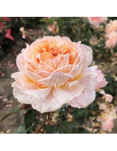 Rosal Grossherzogin Luise Rosa Pálido Flores Dobles Aroma Dulce Jardín Exterior 2