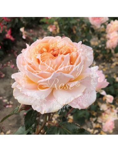 Rosal Grossherzogin Luise Rosa Pálido Flores Dobles Aroma Dulce Jardín Exterior