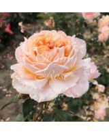 Rosal Grossherzogin Luise Rosa Pálido Flores Dobles Aroma Dulce Jardín Exterior