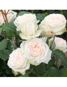 Rosal Mme Anistte rosa antiguo con floración abundante y fragante para jardines y terrazas