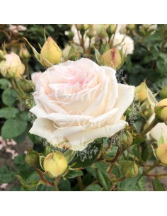 Rosal Mme Anistte rosa antiguo con floración abundante y fragante para jardines y terrazas 2