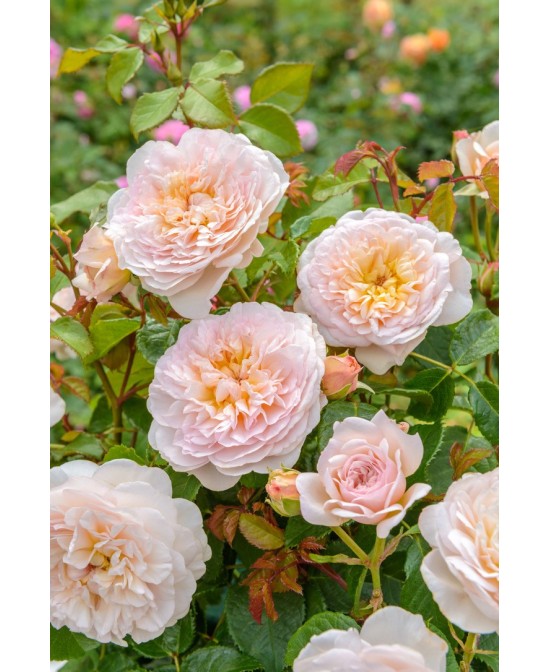 Rosal David Austin Emily Bronte Rosa Inglesa Rosa Melocotón Jardín Elegante y Resistente