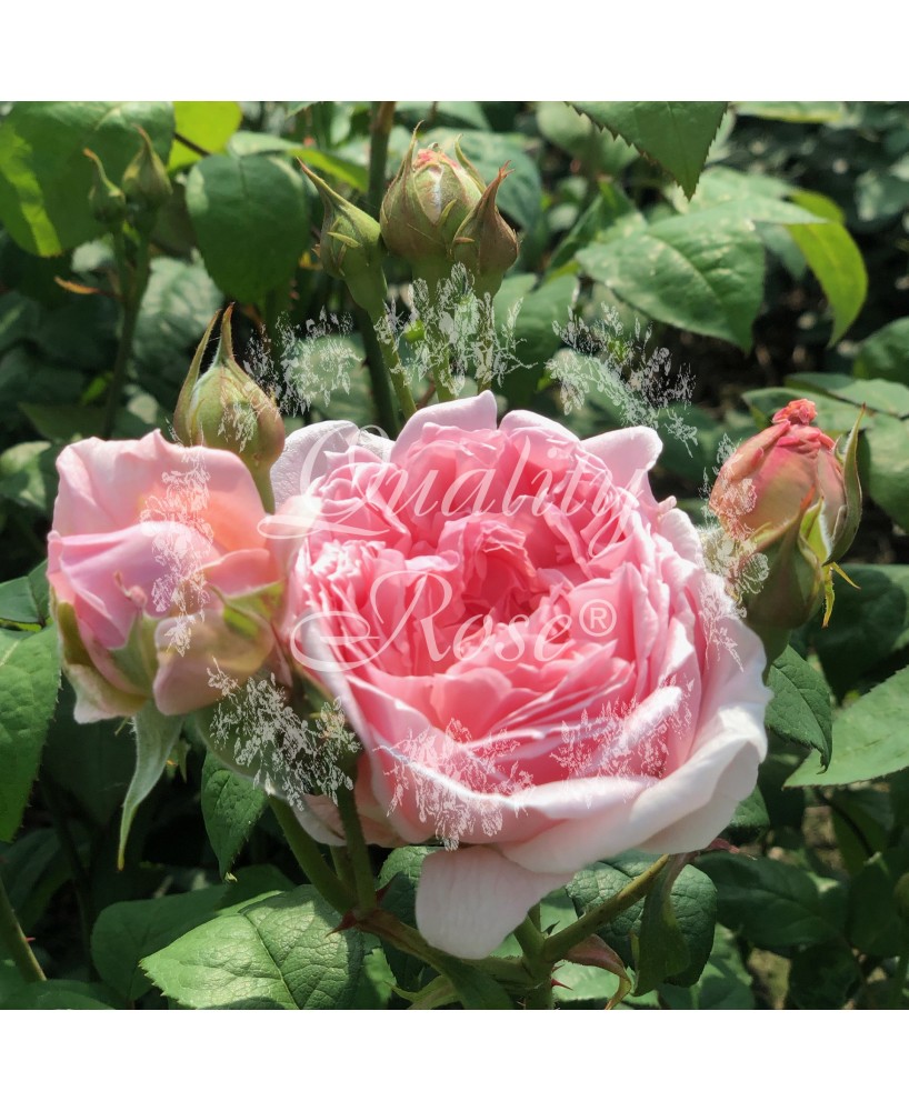 Rosal David Austin Emily Bronte Rosa Inglesa Rosa Melocotón Jardín Elegante y Resistente