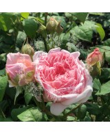 Rosal David Austin Emily Bronte Rosa Inglesa Rosa Melocotón Jardín Elegante y Resistente