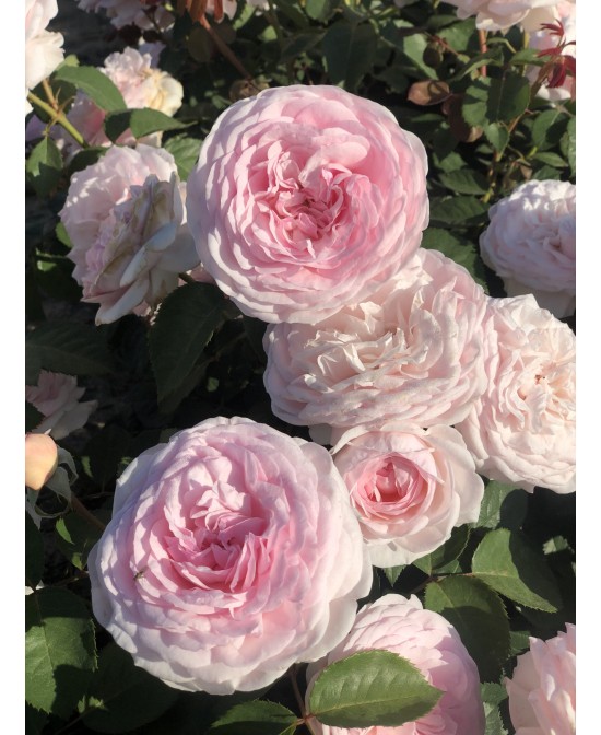 Rosal David Austin Olivia Rose Rosa Inglesa Rosa Suave con Aroma Dulce y Resistente