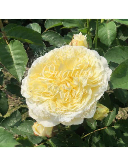 Rosal David Austin The Pilgrim Rosa Inglesa Amarilla Aromática y Resistente