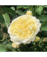 Rosal David Austin The Pilgrim Rosa Inglesa Amarilla Aromática y Resistente