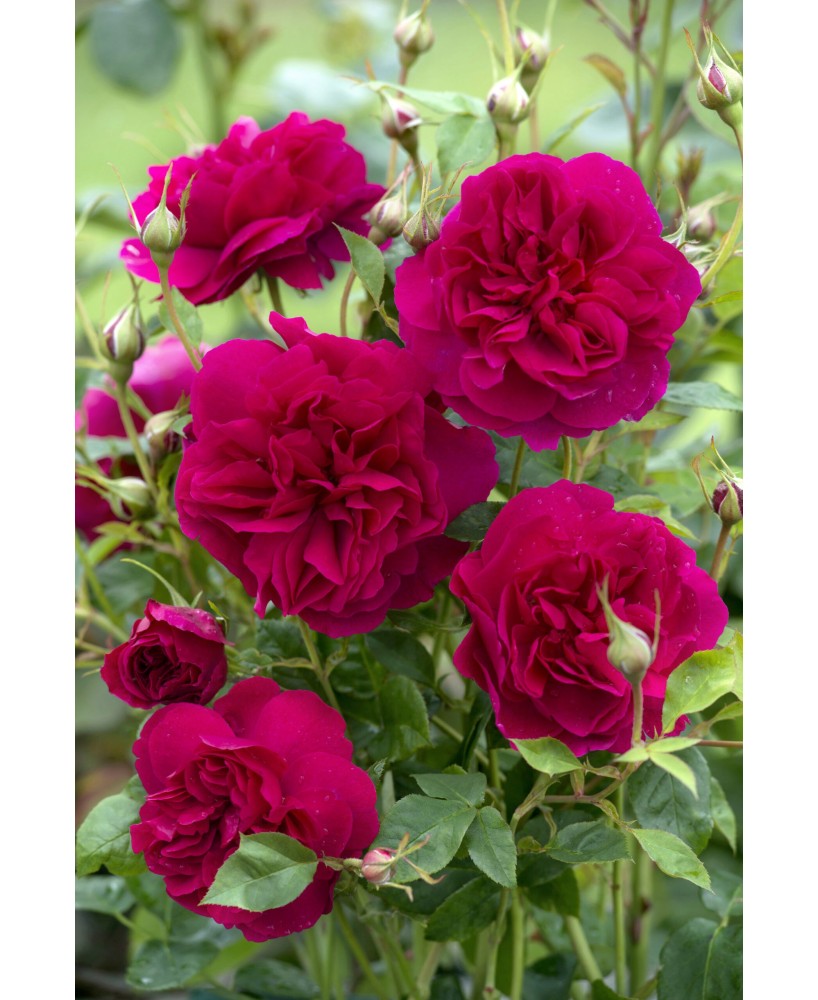 Rosal David Austin Thomas A Becket rosa inglesa roja intensa con aroma cítrico