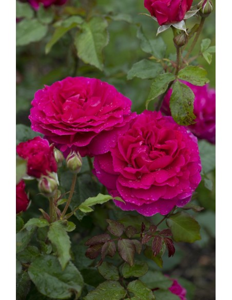 Rosal David Austin Gabriel Oak rosa inglesa naranja melocotón con aroma afrutado