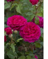 Rosal David Austin Gabriel Oak rosa inglesa naranja melocotón con aroma afrutado