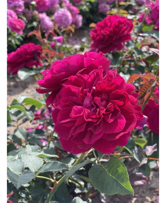 Rosal David Austin Gabriel Oak rosa inglesa naranja melocotón con aroma afrutado