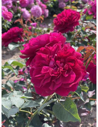 Rosal David Austin Gabriel Oak rosa inglesa naranja melocotón con aroma afrutado