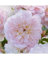 Rosal David Austin Elizabeth rosa inglesa rosa fucsia con aroma dulce