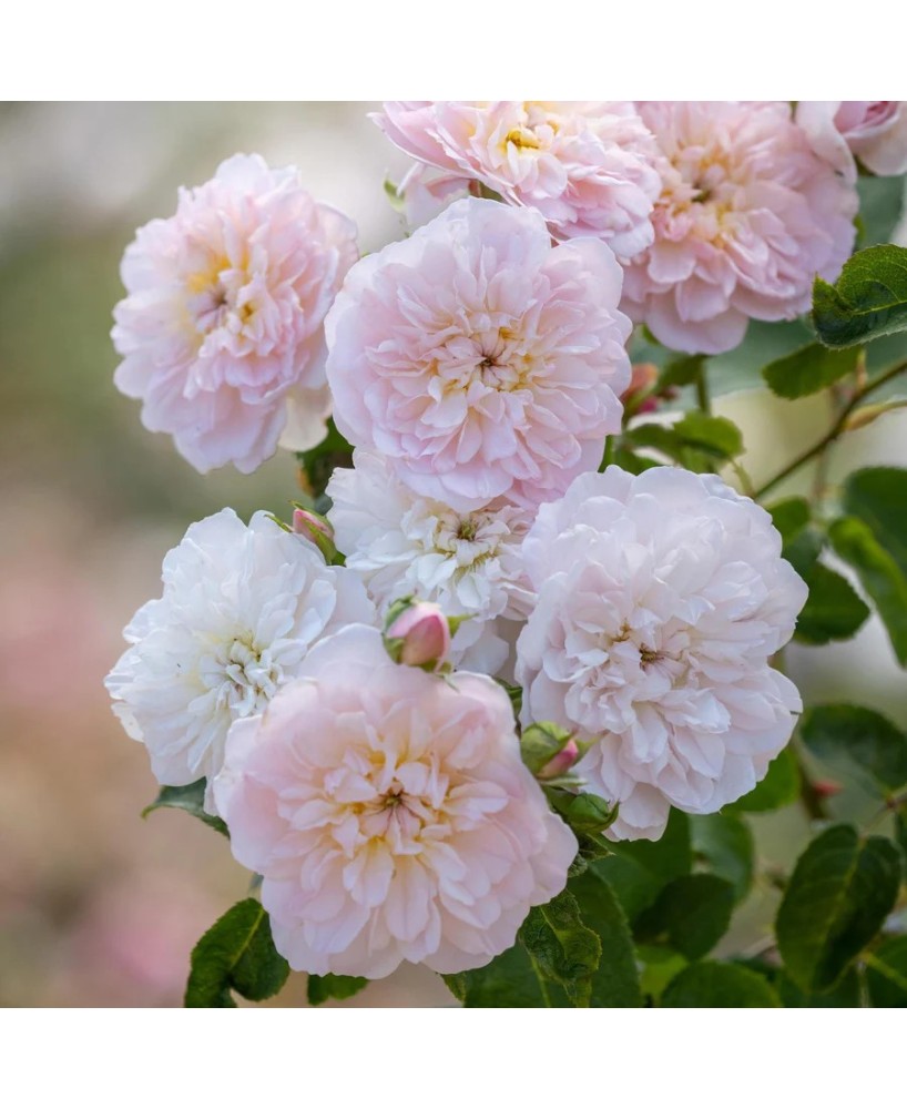 Rosal David Austin Elizabeth rosa inglesa rosa fucsia con aroma dulce