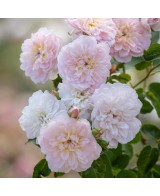 Rosal David Austin Elizabeth rosa inglesa rosa fucsia con aroma dulce