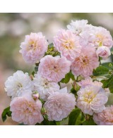 Rosal David Austin Elizabeth rosa inglesa rosa fucsia con aroma dulce