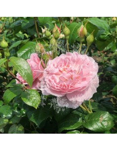 Rosal David Austin Strawberry Hill rosa fucsia aroma fresco resistente