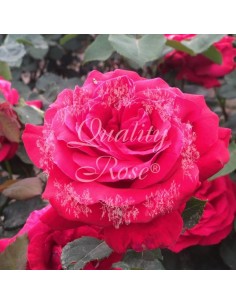 Rosal Copa Dame de Coeur Rosa Roja Brillante Aroma Dulce Resistente 2