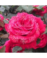 Rosal Copa Dame de Coeur Rosa Roja Brillante Aroma Dulce Resistente