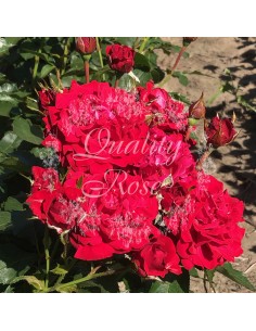 Rosal Copa Minha rosa roja carmesí aterciopelada floración prolongada Endanea Garden 2