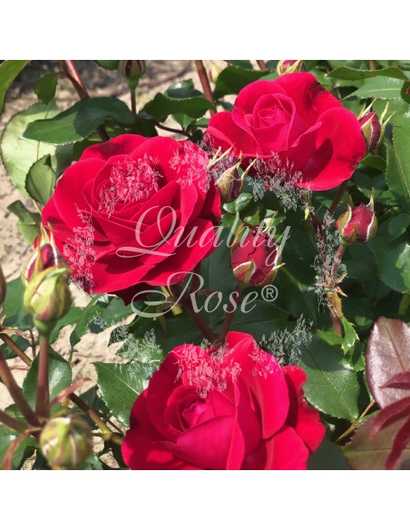 Rosal Copa Mona Lisa rosa amarilla pastel elegante y aromática para jardín