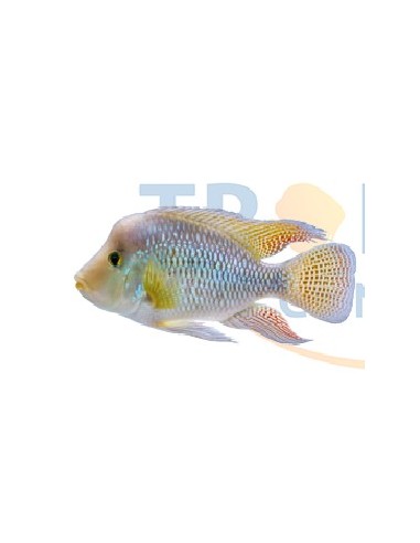 GEOPHAGUS BRASILENSIS 5-6CM