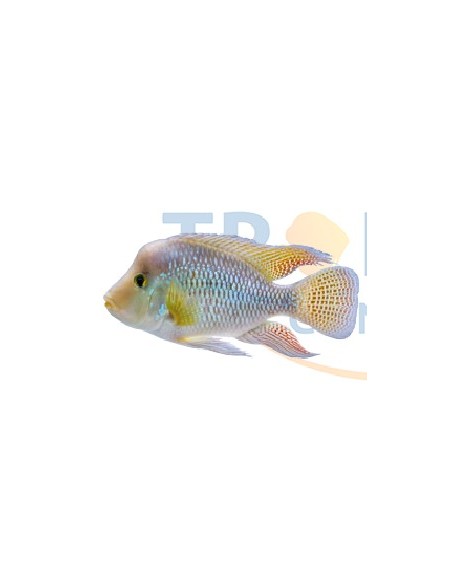 GEOPHAGUS BRASILENSIS 5-6CM