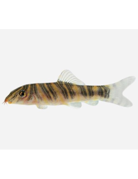 BOTIA STRIATA 4-5CM