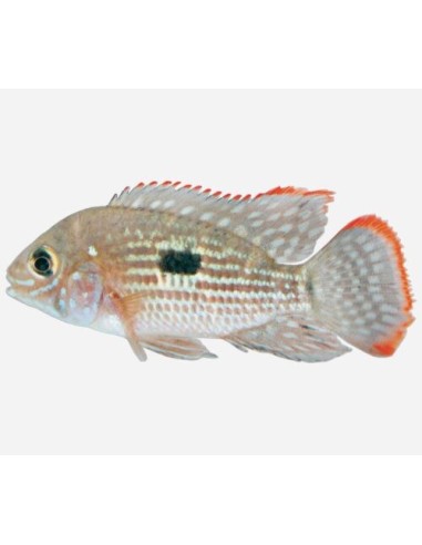 AEQUIDENS RIVULATUS 4-5