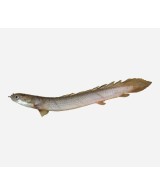 POLYPTERUS SENEGALUS
