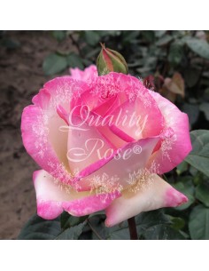 Rosal Copa Princesa de Mónaco | Rosa bicolor elegante y resistente - Endanea Garden
