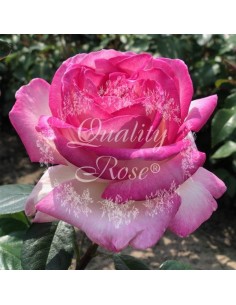 Rosal Copa Princesa de Mónaco | Rosa bicolor elegante y resistente - Endanea Garden 2