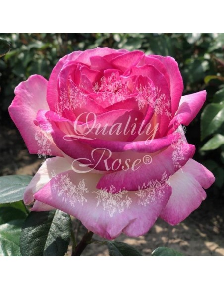 Rosal Copa Princesa de Mónaco | Rosa bicolor elegante y resistente - Endanea Garden
