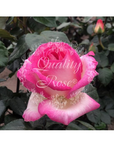 Rosal Copa Princesa de Mónaco | Rosa bicolor elegante y resistente - Endanea Garden