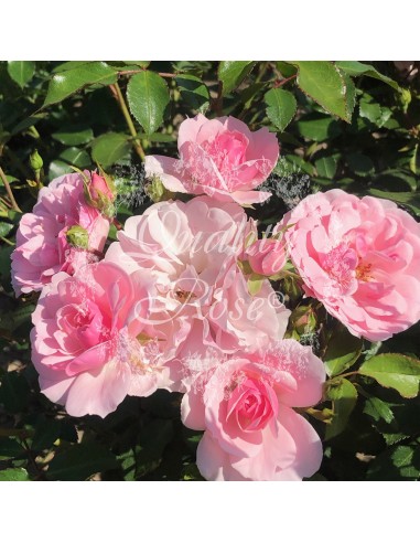 Rosal Copa Bonica | Rosa resistente y de floración continua - Endanea Garden