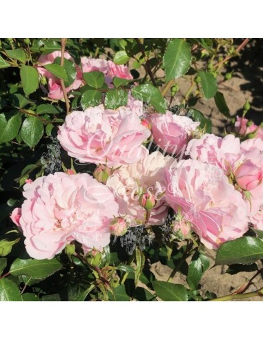 Rosal Copa Bonica | Rosa resistente y de floración continua - Endanea Garden