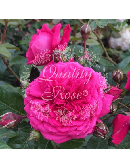 Rosal Trepador Laguna | Rosa inglesa aromática de flor rosa intensa - Endanea Garden