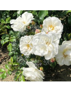 Rosal Cubre Suelo Diamant flores rojas intenso resistente fácil mantenimiento