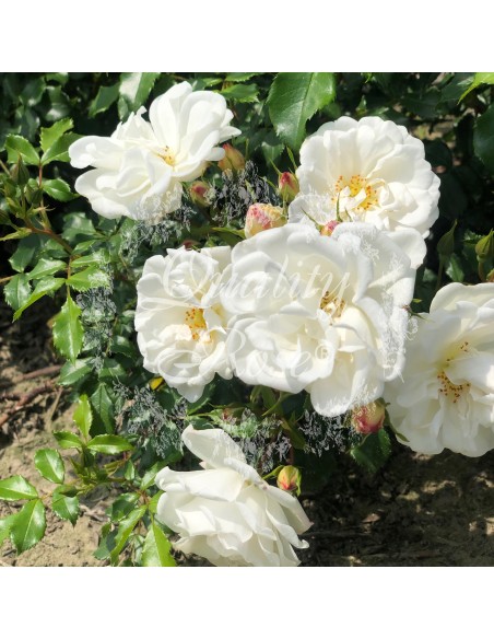 Rosal Cubre Suelo Hotline Flores Rojas Anaranjadas Crecimiento Bajo Resistente